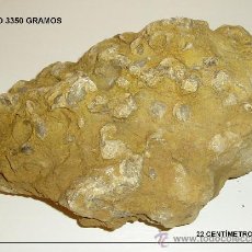 Coleccionismo de fósiles: PIEDRA FOSILÍFERA. FÓSILES A CLASIFICAR. LONGITUD MAYOR 22 CM. PESO 3350 GRAMOS. Lote 26694264