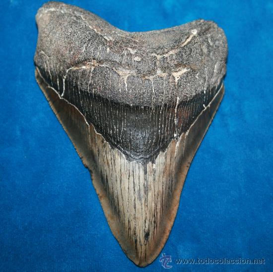 Dientes de carcharodon