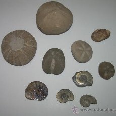 Coleccionismo de fósiles: LOTE DE DIVERSOS FOSILES .. Lote 28640081
