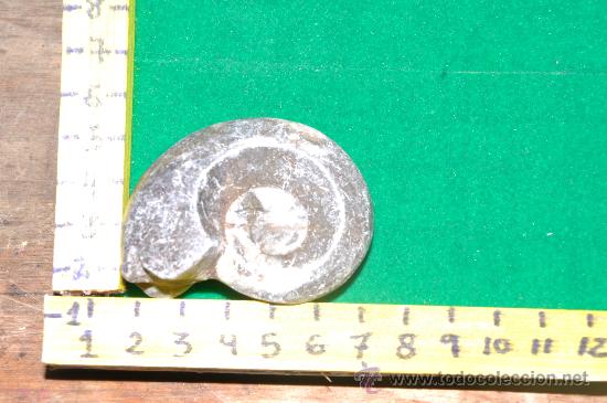 Coleccionismo de f&oacute;siles: ammonites 1 - Foto 1