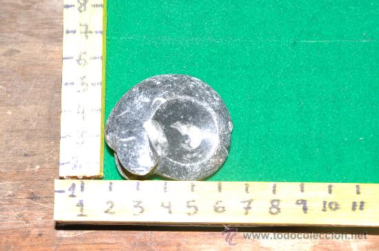 Coleccionismo de f&oacute;siles: ammonites 3 - Foto 1