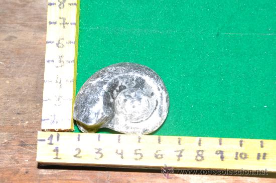 Coleccionismo de f&oacute;siles: ammonites 4 - Foto 1