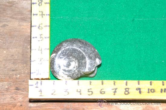 Coleccionismo de f&oacute;siles: ammonites 5 - Foto 1