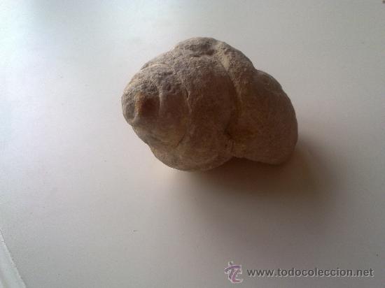 Coleccionismo de f&oacute;siles: CARACOLA - Foto 2