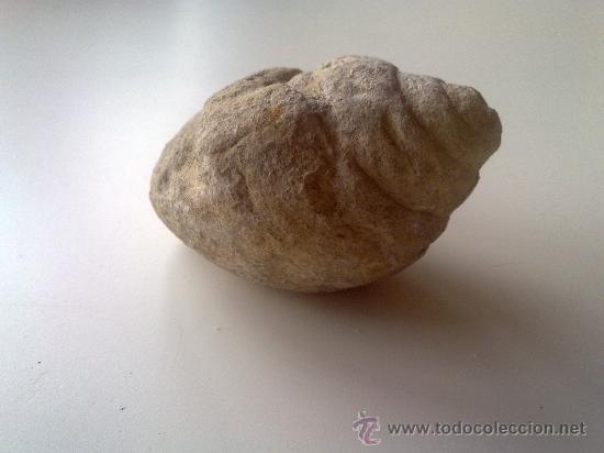 Coleccionismo de f&oacute;siles: CARACOLA - Foto 3