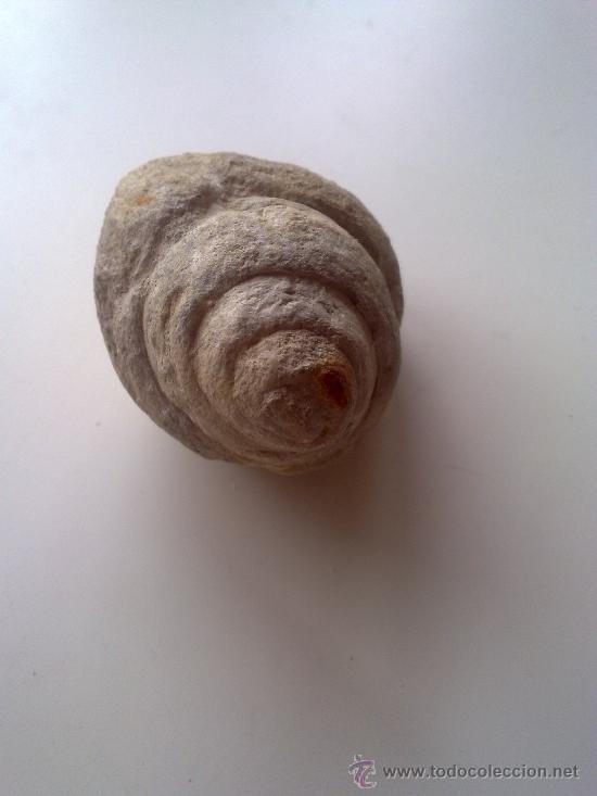 Coleccionismo de f&oacute;siles: CARACOLA - Foto 4