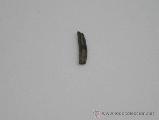 Coleccionismo de f&oacute;siles: Diente de Raya. #2. F&oacute;sil. Eoceno. - Foto 1