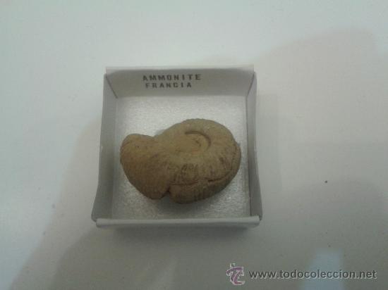 Coleccionismo de f&oacute;siles: AMMONITE - Foto 1