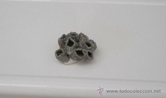 Coleccionismo de f&oacute;siles: Barnacles. F&oacute;sil. - Foto 1