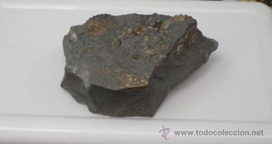 Coleccionismo de f&oacute;siles: Ammonites en matriz. - Foto 1