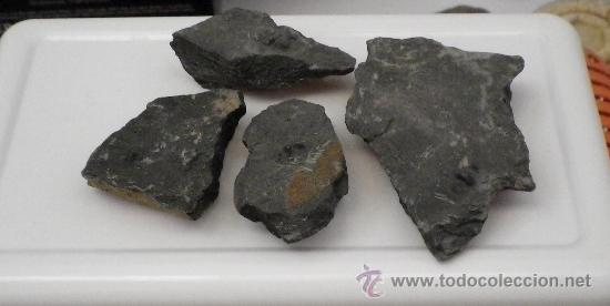 Coleccionismo de f&oacute;siles: Trilobites en matriz. - Foto 1