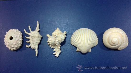 reproduccion de conchas,5 distintas(fosiles),b - Compra venta en  todocoleccion
