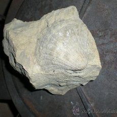 Coleccionismo de fósiles: FOSIL DE ALMEJA VIEIRIA EN ROCA PESA 1030 KILOGRAMOS MEDIDAS. Lote 34392601
