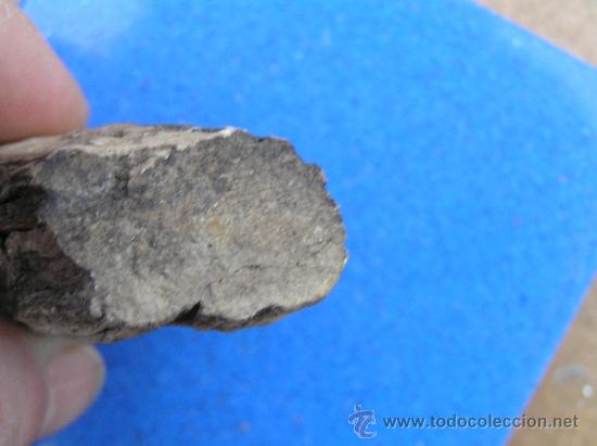 Coleccionismo de f&oacute;siles: madera f&oacute;sil. - Foto 2