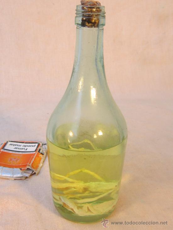 Coleccionismo de f&oacute;siles: REPTILES EN BOTELLA DE ALCOHOL - Foto 1