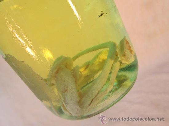 Coleccionismo de f&oacute;siles: REPTILES EN BOTELLA DE ALCOHOL - Foto 3