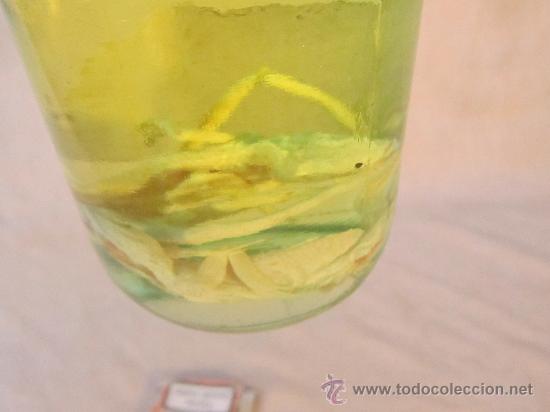 Coleccionismo de f&oacute;siles: REPTILES EN BOTELLA DE ALCOHOL - Foto 4