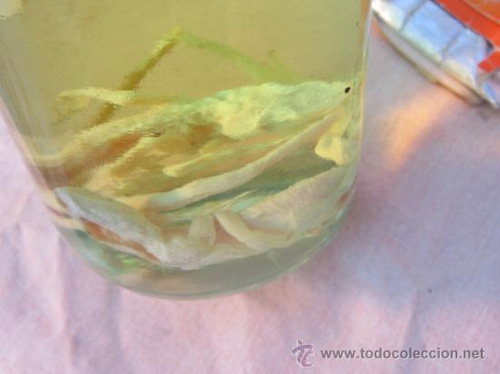 Coleccionismo de f&oacute;siles: REPTILES EN BOTELLA DE ALCOHOL - Foto 5