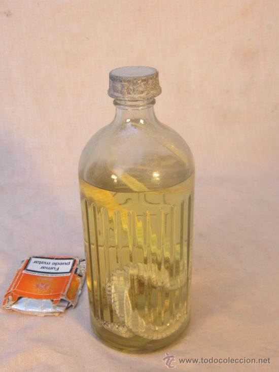 Coleccionismo de f&oacute;siles: RECTIL EN BOTELLA DE ALCOHOL - Foto 2