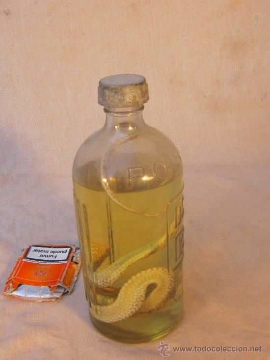 Coleccionismo de f&oacute;siles: RECTIL EN BOTELLA DE ALCOHOL - Foto 3