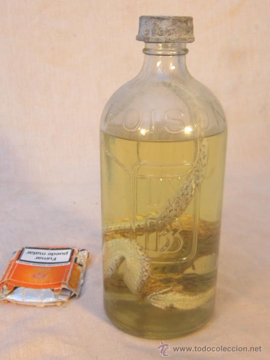 Coleccionismo de f&oacute;siles: RECTIL EN BOTELLA DE ALCOHOL - Foto 4