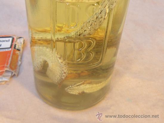 Coleccionismo de f&oacute;siles: RECTIL EN BOTELLA DE ALCOHOL - Foto 5