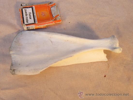 Coleccionismo de f&oacute;siles: HUESO DE ESQUELETO - Foto 1