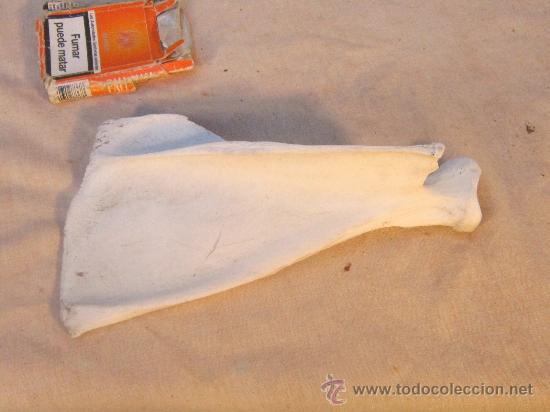 Coleccionismo de f&oacute;siles: HUESO DE ESQUELETO - Foto 2