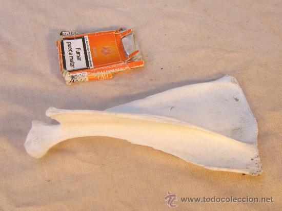 Coleccionismo de f&oacute;siles: HUESO DE ESQUELETO - Foto 3