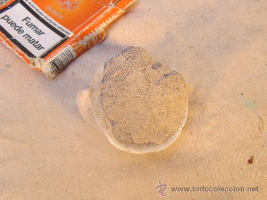 Coleccionismo de f&oacute;siles: CONCHA - Foto 3