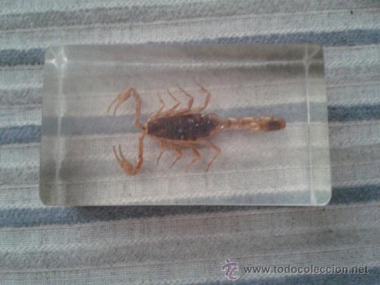 Coleccionismo de f&oacute;siles: ESCORPION - Foto 1