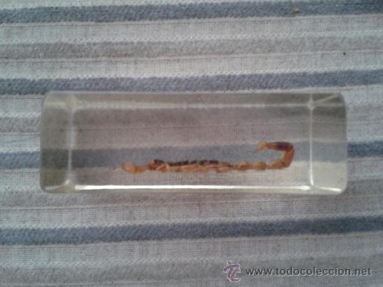 Coleccionismo de f&oacute;siles: ESCORPION - Foto 2