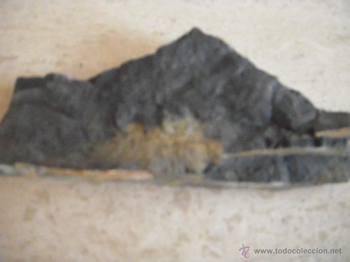 Coleccionismo de f&oacute;siles: fosil (1) - Foto 2
