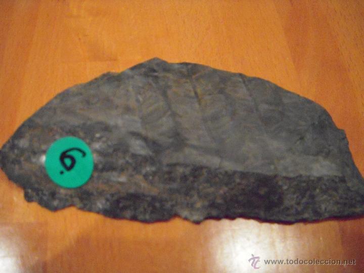 Coleccionismo de f&oacute;siles: 2 f&oacute;siles - Foto 2