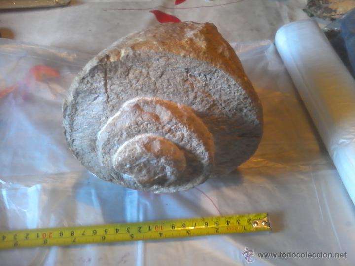 Coleccionismo de f&oacute;siles: FOSIL NATICA 20CM DIAMETRO - Foto 1