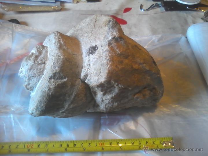 Coleccionismo de f&oacute;siles: FOSIL NATICA 20CM DIAMETRO - Foto 2