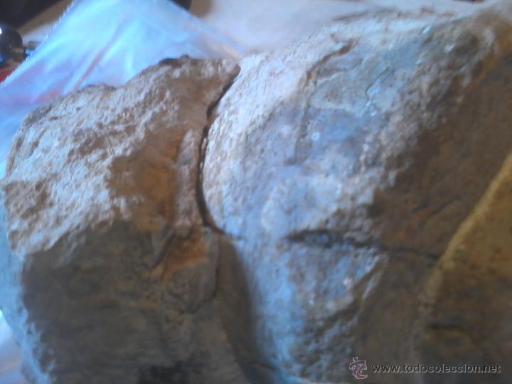 Coleccionismo de f&oacute;siles: FOSIL NATICA 20CM DIAMETRO - Foto 4