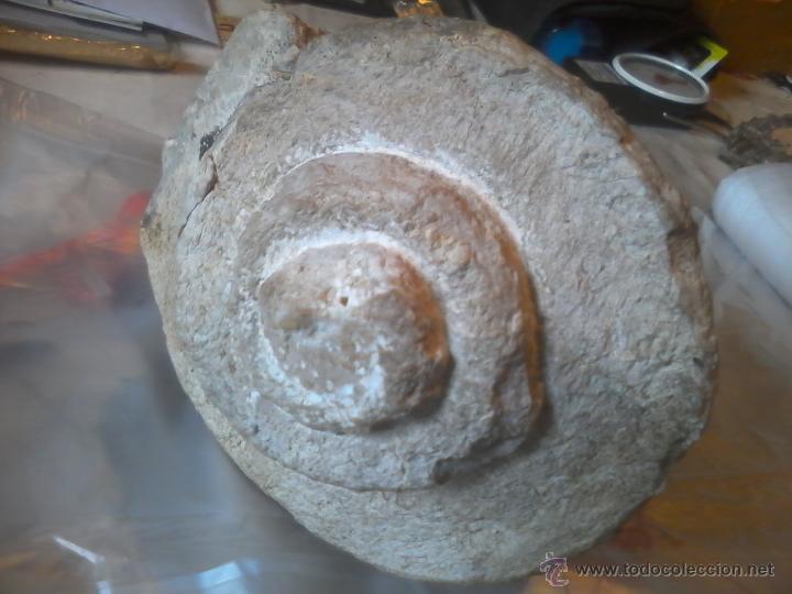 Coleccionismo de f&oacute;siles: FOSIL NATICA 20CM DIAMETRO - Foto 5
