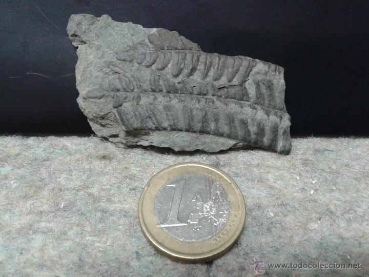 Coleccionismo de f&oacute;siles: F&oacute;sil Pecopteris - Foto 1