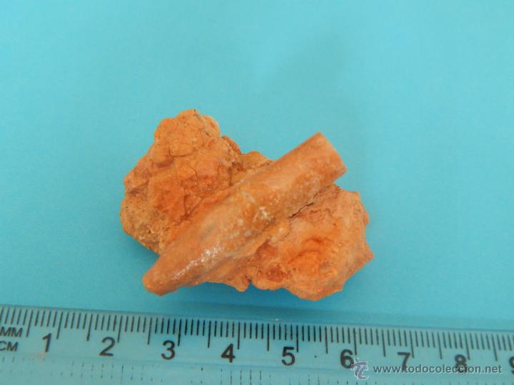 Coleccionismo de f&oacute;siles: Belemnites en matriz - Foto 1