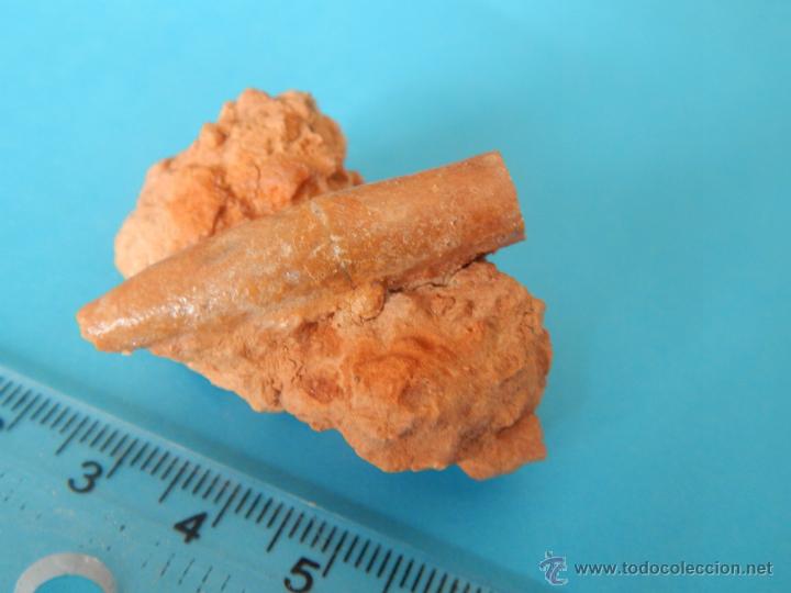Coleccionismo de f&oacute;siles: Belemnites en matriz - Foto 2
