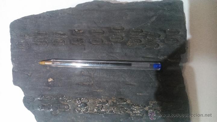 Coleccionismo de f&oacute;siles: f&oacute;sil. gran tama&ntilde;o - Foto 1