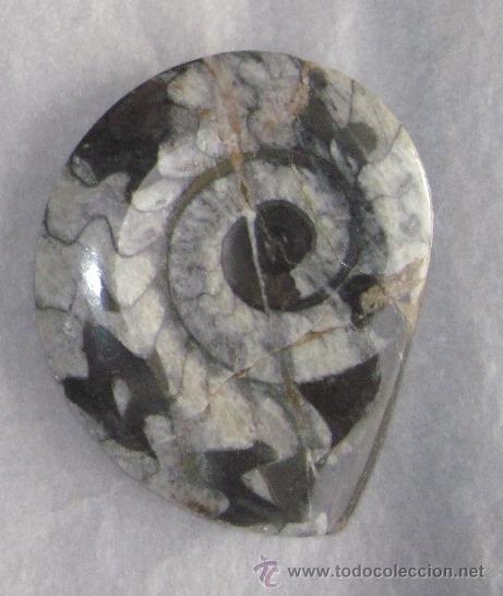 Coleccionismo de f&oacute;siles: Fosil de amonite 9,5 cms - Foto 1