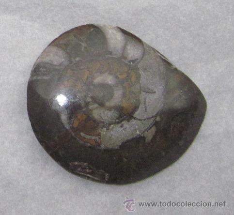 Coleccionismo de f&oacute;siles: Fosil de de amonite 6 cms - Foto 1