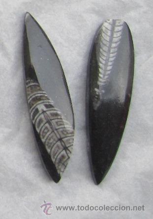 Coleccionismo de f&oacute;siles: orthoceras ortoceras 8 cms - Foto 1