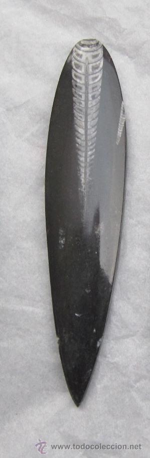 Coleccionismo de f&oacute;siles: orthoceras ortoceras 18 cms - Foto 1