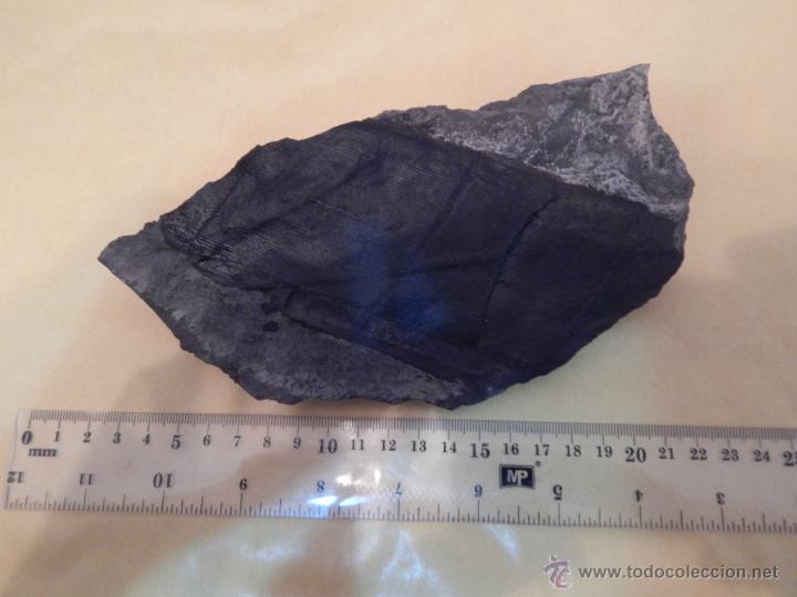 Coleccionismo de f&oacute;siles: Calamites suckowi - Foto 1