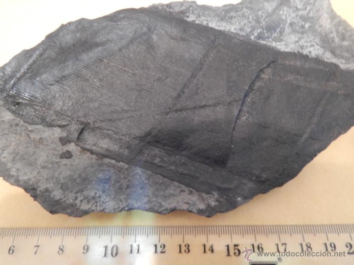 Coleccionismo de f&oacute;siles: Calamites suckowi - Foto 2