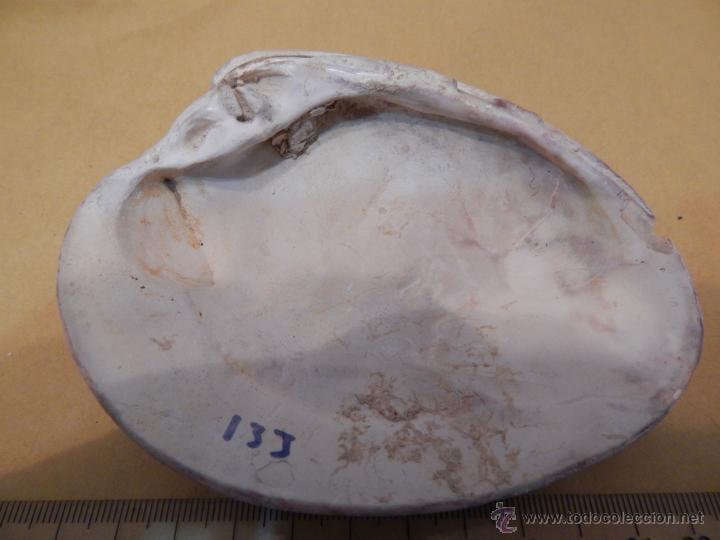 Coleccionismo de f&oacute;siles: Tapes aenigmaticus - Foto 2