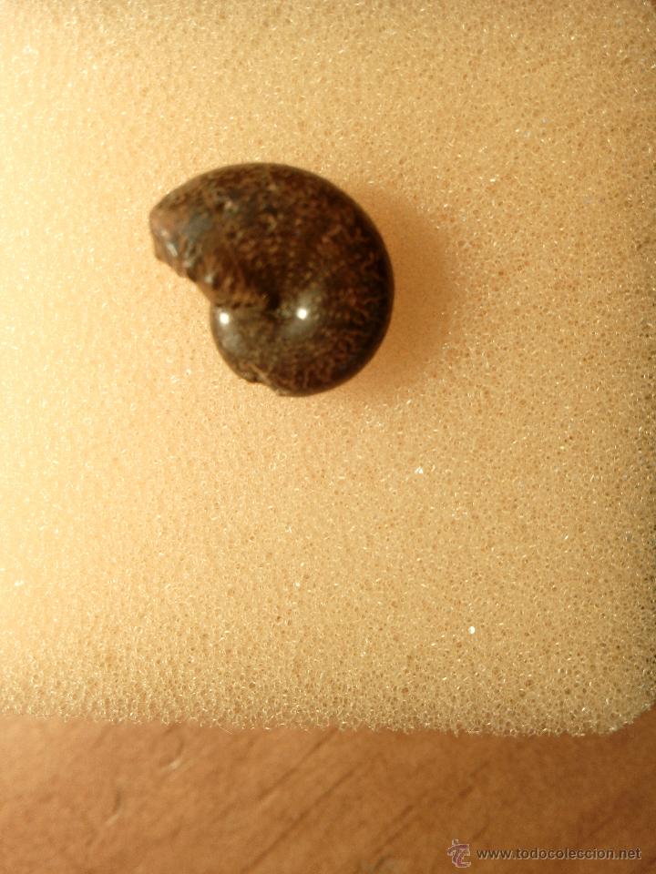 Coleccionismo de f&oacute;siles: Precioso ejemplar de AMMONITES del DEVONICO - Foto 1